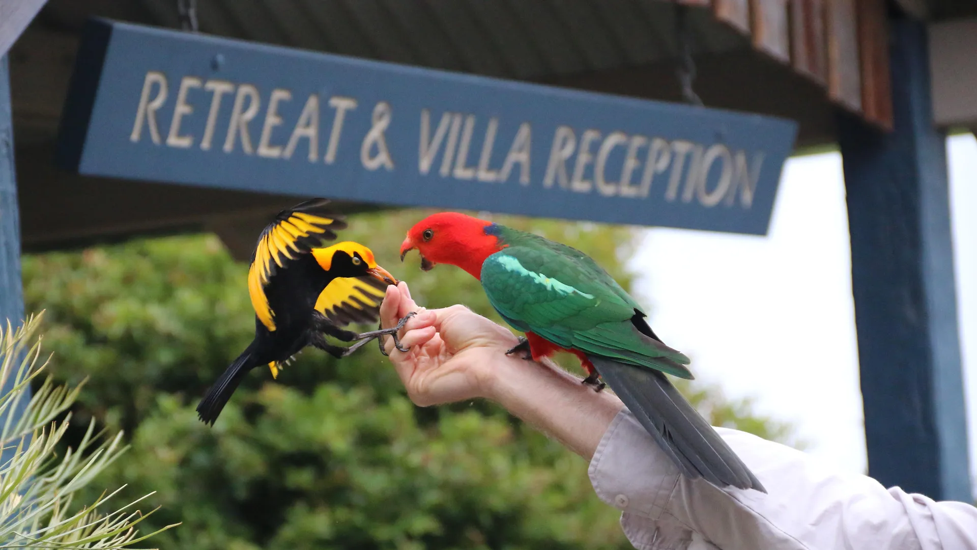 O'Reilly'S Rainforest Retreat Hotel Canungra 3*,  Australien