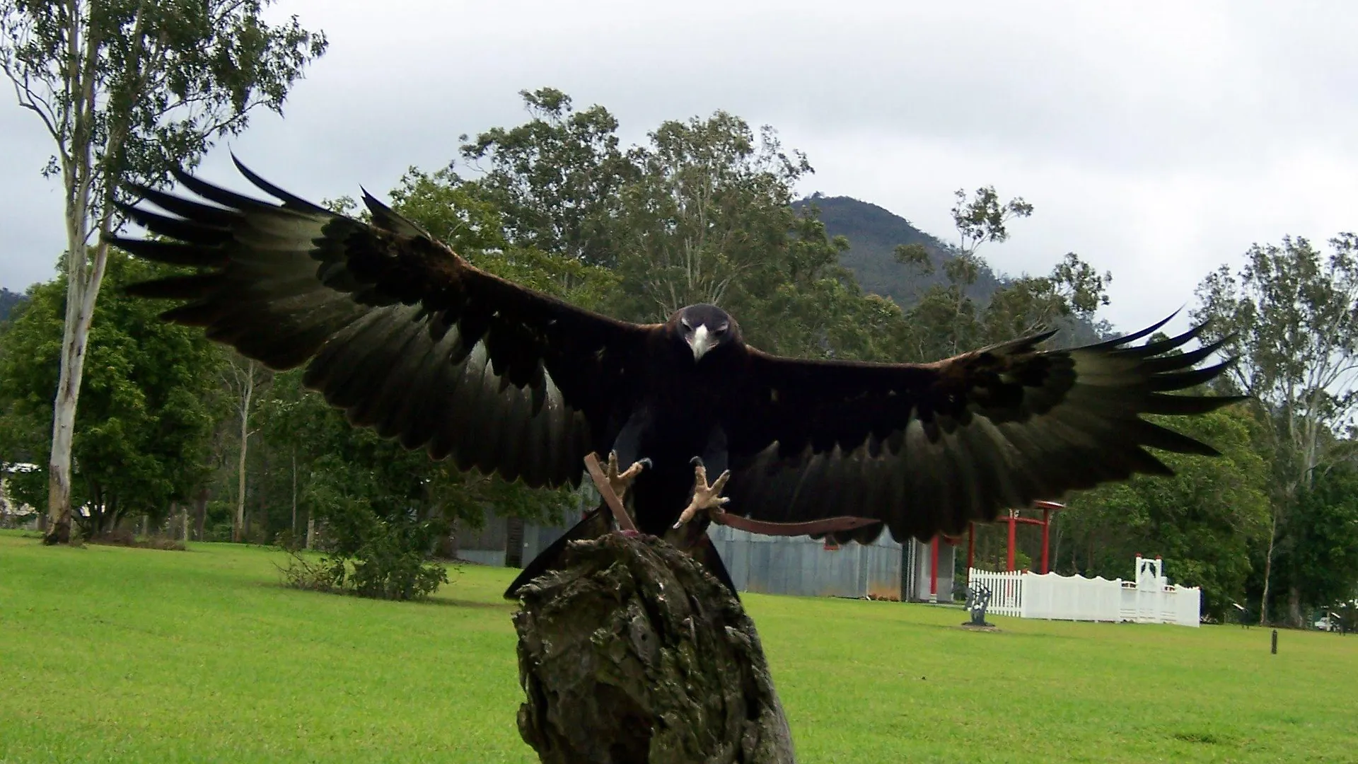 O'Reilly'S Rainforest Retreat Hotel Canungra Australien